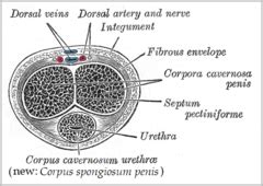 pene wikipedia